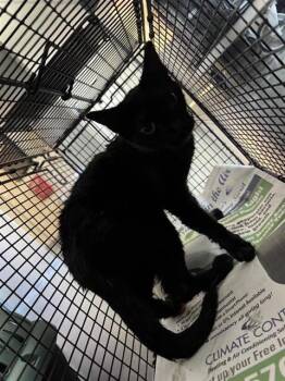 A819784 -  Domestic Short Hair Cat for Adoption in San Antonio, Texas - A819784 | PetCurious