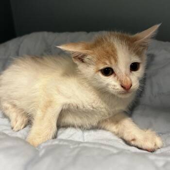 Dime Lime -  Domestic Short Hair Cat for Adoption in Chattanooga, Tennessee - Dime Lime | PetCurious