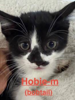Hobie 26 -  Tuxedo and American Bobtail Cat for Adoption in Brookhaven, Mississippi - Hobie 26 | PetCurious