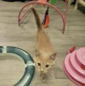 India -  Domestic Short Hair Cat for Adoption in Portsmouth, Ohio - India | PetCurious
