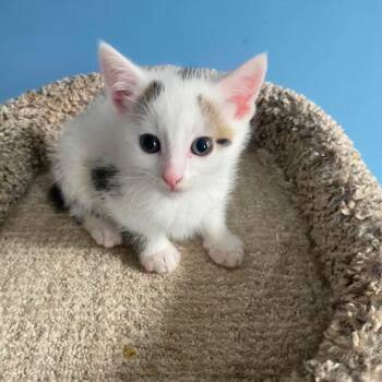Muffin -  American Shorthair Cat Available for Adoption in Bethel, Connecticut - Muffin | PetCurious