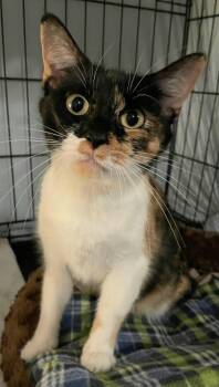 Rescue Calico Cats for Adoption in Elgin, South Carolina - Charlotte Bella | PetCurious