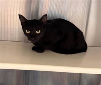 SWEETEA -  Domestic Short Hair Cat for Adoption in Tustin, California - SWEETEA | PetCurious