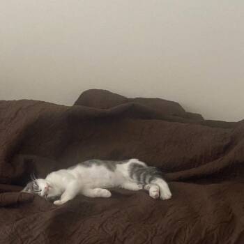 Gandalf -  Domestic Short Hair Cat for Adoption in Lakeland, Florida - Gandalf | PetCurious