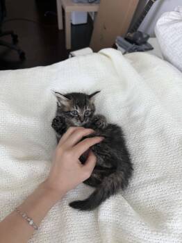 Sophio -  Domestic Long Hair and Tabby Cat for Adoption in Buford, Georgia - Sophio | PetCurious