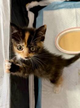 MayBelle -  Domestic Short Hair Cat Available for Adoption in The Woodlands, Texas - MayBelle | PetCurious