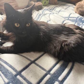Kenzie C11246 -  Domestic Medium Hair Cat for Adoption - Kenzie C11246 | PetCurious