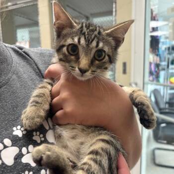 Micah -  Domestic Short Hair Cat for Adoption in Evansville, Indiana - Micah | PetCurious