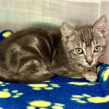 Ayden -  Domestic Short Hair Cat for Adoption in Los Angeles, California - Ayden | PetCurious