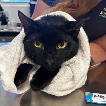 Domestic Short Hair Cats Available for Adoption - Smokey | PetCurious