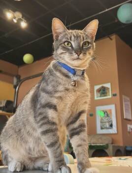Domestic Short Hair Cats Available for Adoption in Denver, Colorado - Miso | PetCurious