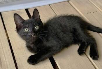 Domestic Short Hair Cats Available for Adoption in Kansas City, Missouri - Willie | PetCurious