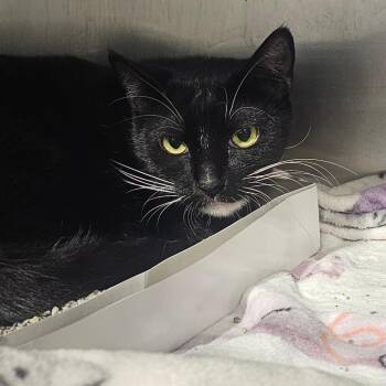 Grindylow -  Domestic Short Hair Cat for Adoption in Tampa, Florida - Grindylow | PetCurious