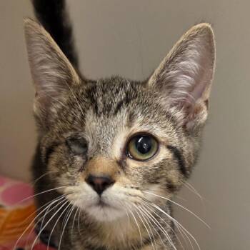 Gloria -  Domestic Short Hair Cat for Adoption in Zanesville, Ohio - Gloria | PetCurious
