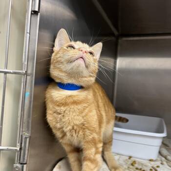 Cheddar -  Domestic Short Hair Cat for Adoption in Lakeland, Florida - Cheddar | PetCurious