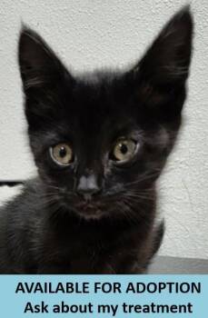 Rescue Domestic Short Hair Cats for Adoption in Eugene, Oregon - Montana | PetCurious