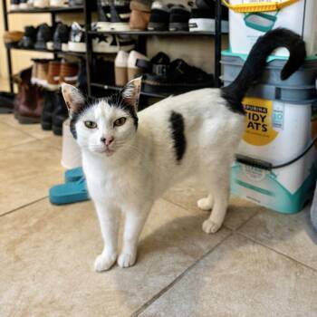 Domestic Short Hair Cats Available for Adoption - Momma Cow | PetCurious