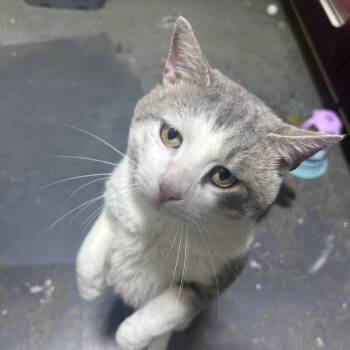 Domestic Short Hair Cats Available for Adoption in Mocksville, North Carolina - Buddy | PetCurious