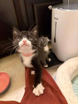 Chibi -  Domestic Short Hair Cat for Adoption - Chibi | PetCurious