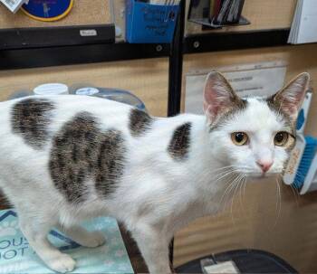 Domestic Short Hair and Tabby Cats Available for Adoption - Max (FCID# 06/25/2025 - 2 Christiana PS) C | PetCurious