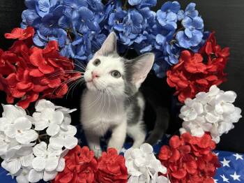 Beethoven -  Domestic Short Hair Cat for Adoption in Fayetteville, Georgia - Beethoven | PetCurious