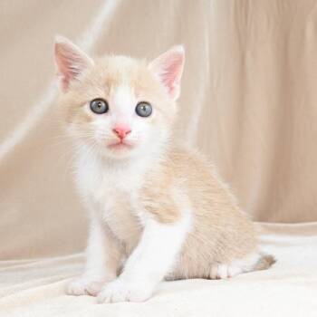 Scooter -  Domestic Short Hair Cat for Adoption in Mobile, Alabama - Scooter | PetCurious