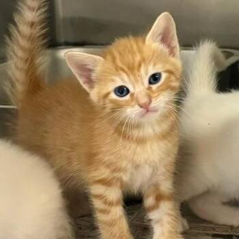 Aries 16 -  Domestic Short Hair Cat for Adoption in Austin, Texas - Aries 16 | PetCurious