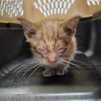 Conrad -  Domestic Short Hair Cat for Adoption in Summerville, South Carolina - Conrad | PetCurious