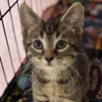 Megatron -  Domestic Short Hair Cat for Adoption in South Elgin, Illinois - Megatron | PetCurious