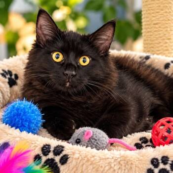 Bonsai -  Domestic Long Hair Cat for Adoption in Antioch, California - Bonsai | PetCurious
