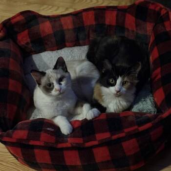 Rescue Domestic Short Hair Cats for Adoption in Chicago, Illinois - Reba & Dolly - We're A Bonded Pair! | PetCurious