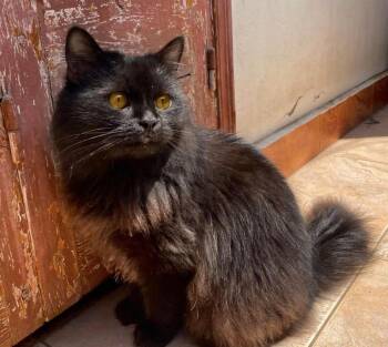 Nebelung and British Shorthair Cats Available for Adoption in Brampton, Ontario - Weezy | PetCurious