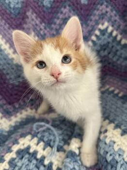 Bumblebee -  Domestic Short Hair and Tabby Cat for Adoption in Greensboro, North Carolina - Bumblebee | PetCurious