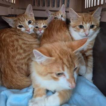 M2 -  Domestic Short Hair Cat for Adoption in Wadena, Minnesota - M2 | PetCurious