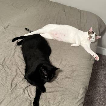 Rescue Domestic Short Hair Cats for Adoption in Nashville, Tennessee - Ted + Jade (bonded Pair) | PetCurious