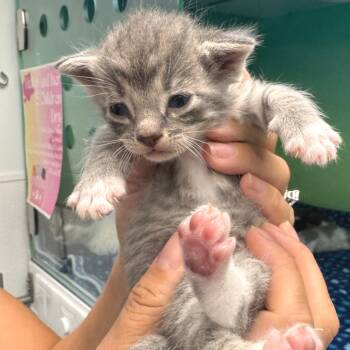 Rescue Domestic Short Hair Cats for Adoption in Zimmerman, Minnesota - Jet-Puff | PetCurious