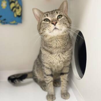 Chunky -  Domestic Short Hair Cat for Adoption in Champaign, Illinois - Chunky | PetCurious