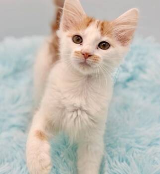 Richeh -  Domestic Long Hair Cat for Adoption in Covington, Louisiana - Richeh | PetCurious