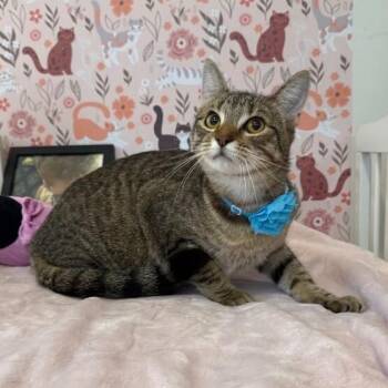 Domestic Short Hair and Tabby Cats Available for Adoption - Camie G | PetCurious