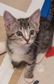 Tabby and Domestic Short Hair Cats Available for Adoption in Red Bluff, California - -Whirlpool | PetCurious