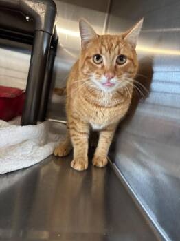 Domestic Medium Hair Cats Available for Adoption - Arthur | PetCurious