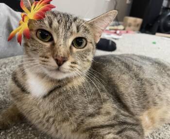 Rescue Domestic Short Hair Cats for Adoption in Maineville, Ohio - Jasmine | PetCurious