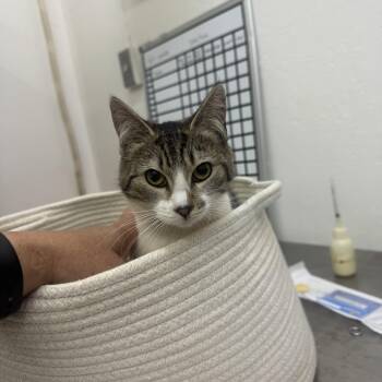 Domestic Short Hair Cats Available for Adoption in Sonora, California - Flower  | PetCurious