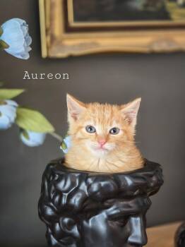 Aureon -  Domestic Short Hair Cat for Adoption in Sandy, Utah - Aureon | PetCurious