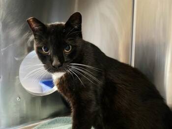 KRONK -  Domestic Short Hair Cat for Adoption in Martinez, California - KRONK | PetCurious
