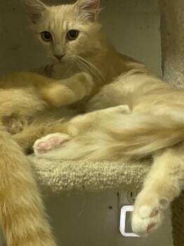 Fennec -  Domestic Medium Hair Cat for Adoption in Drasco, Arkansas - Fennec | PetCurious