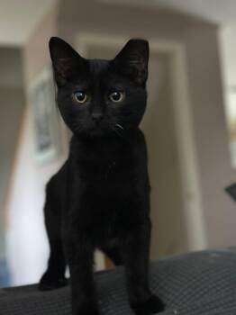 Domestic Short Hair Cats Available for Adoption - Cheese | PetCurious