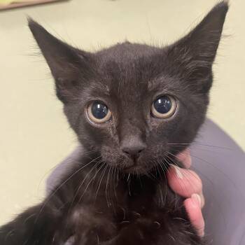 Oregano -  Domestic Short Hair Cat for Adoption in Norman, Oklahoma - Oregano | PetCurious