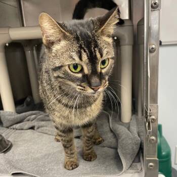 Domestic Short Hair Cats Available for Adoption - Manta Ray | PetCurious