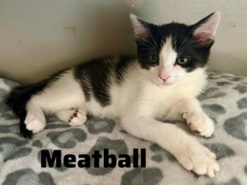 Domestic Short Hair Cats Available for Adoption in Shrewsbury, Massachusetts - Meatball | PetCurious